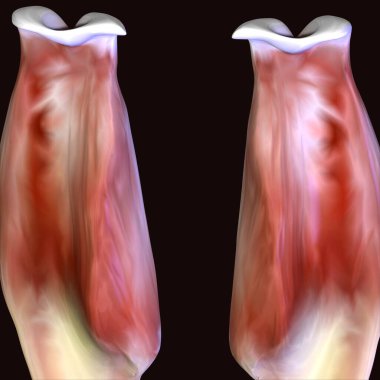 Erkek insan anterior kas anatomi sistemi. 3d hazırlayıcı