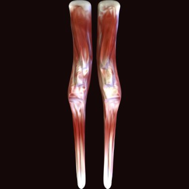 Erkek insan anterior kas anatomi sistemi. 3d hazırlayıcı