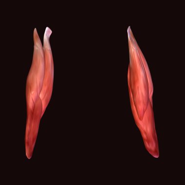 Erkek insan anterior kas anatomi sistemi. 3d hazırlayıcı