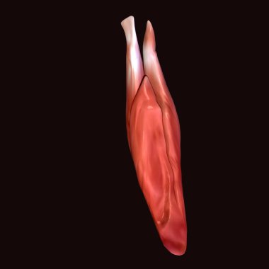 Erkek insan anterior kas anatomi sistemi. 3d hazırlayıcı