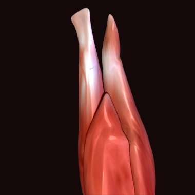 Erkek insan anterior kas anatomi sistemi. 3d hazırlayıcı