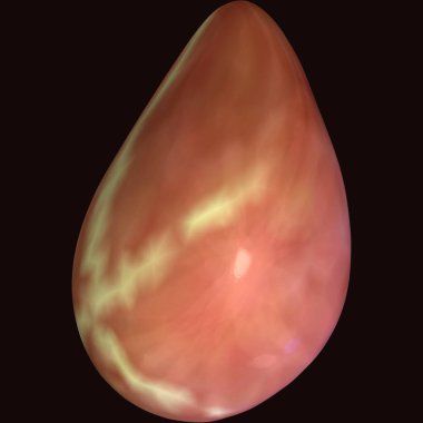 Erkek insan anterior kas anatomi sistemi. 3d hazırlayıcı