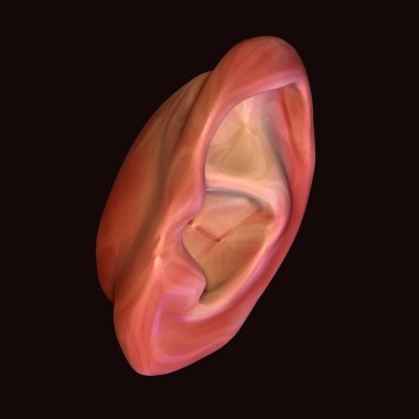 Erkek insan anterior kas anatomi sistemi. 3d hazırlayıcı