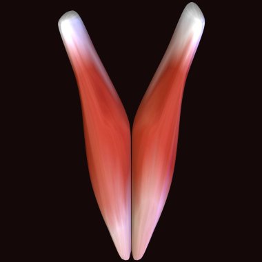 Erkek insan anterior kas anatomi sistemi. 3d hazırlayıcı