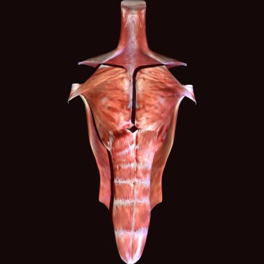 Erkek insan anterior kas anatomi sistemi. 3d hazırlayıcı