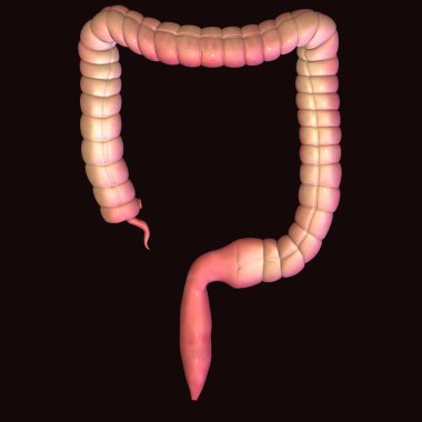 İnsan yüzü kaslı. 3d illüstrasyon