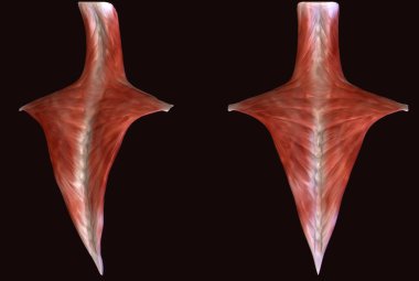 İnsan yüzü kaslı. 3d illüstrasyon