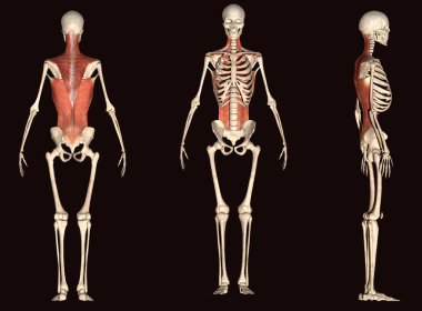 İnsan yüzü kaslı. 3d illüstrasyon