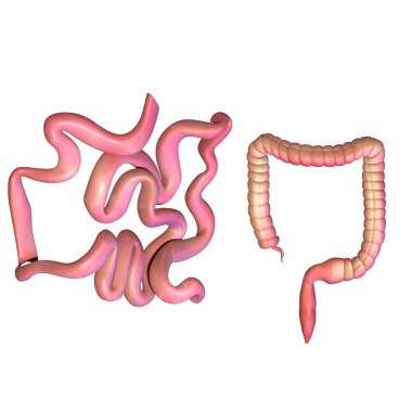 İnsan yüzü kaslı. 3d illüstrasyon