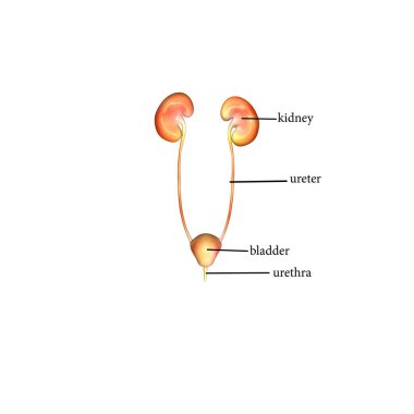 İnsan yüzü kaslı. 3d illüstrasyon