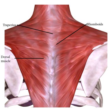 İnsan yüzü kaslı. 3d illüstrasyon