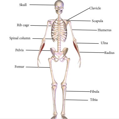 İnsan yüzü kaslı. 3d illüstrasyon