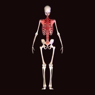 İnsan böbreği, karaciğer, portakal ve sindirim sistemi anatomisi. 3d illüstrasyon