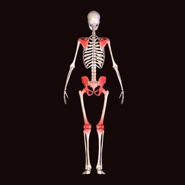 İnsan böbreği, karaciğer, portakal ve sindirim sistemi anatomisi. 3d illüstrasyon