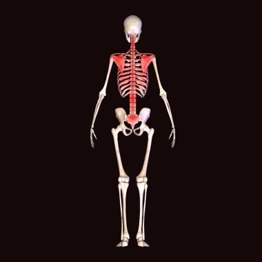 İnsan böbreği, karaciğer, portakal ve sindirim sistemi anatomisi. 3d illüstrasyon