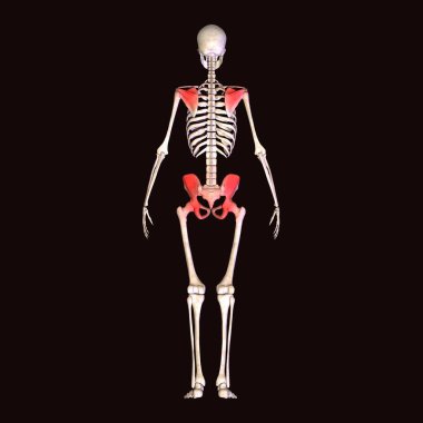 İnsan böbreği, karaciğer, portakal ve sindirim sistemi anatomisi. 3d illüstrasyon