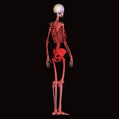 İnsan böbreği, karaciğer, portakal ve sindirim sistemi anatomisi. 3d illüstrasyon