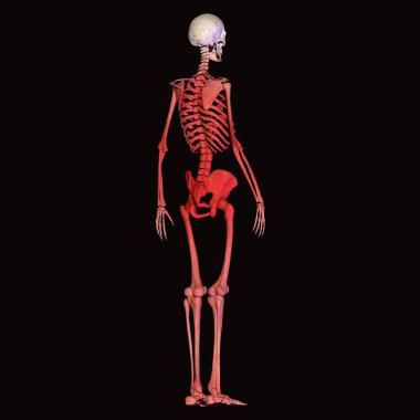 İnsan böbreği, karaciğer, portakal ve sindirim sistemi anatomisi. 3d illüstrasyon