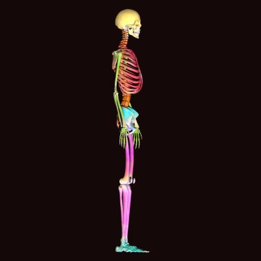 İnsan böbreği, karaciğer, portakal ve sindirim sistemi anatomisi. 3d illüstrasyon