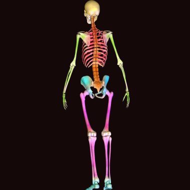 İnsan böbreği, karaciğer, portakal ve sindirim sistemi anatomisi. 3d illüstrasyon