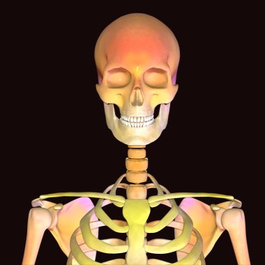 İnsan böbreği, karaciğer, portakal ve sindirim sistemi anatomisi. 3d illüstrasyon