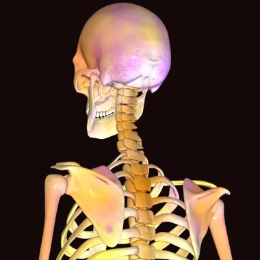 İnsan böbreği, karaciğer, portakal ve sindirim sistemi anatomisi. 3d illüstrasyon