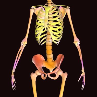 İnsan böbreği, karaciğer, portakal ve sindirim sistemi anatomisi. 3d illüstrasyon