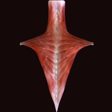 İnsan böbreği, karaciğer, portakal ve sindirim sistemi anatomisi. 3d illüstrasyon