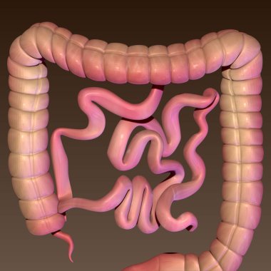 İnsan böbreği, karaciğer, portakal ve sindirim sistemi anatomisi. 3d illüstrasyon