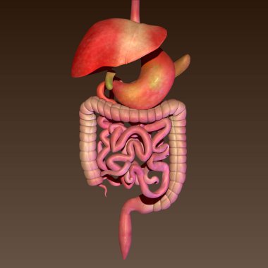 İnsan böbreği, karaciğer, portakal ve sindirim sistemi anatomisi. 3d illüstrasyon