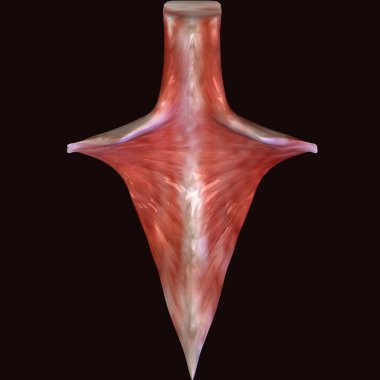 İnsan böbreği, karaciğer, portakal ve sindirim sistemi anatomisi. 3d illüstrasyon