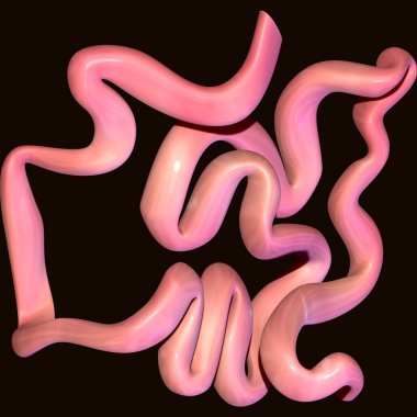 İnsan böbreği, karaciğer, portakal ve sindirim sistemi anatomisi. 3d illüstrasyon
