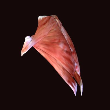 İnsan böbreği, karaciğer, portakal ve sindirim sistemi anatomisi. 3d illüstrasyon