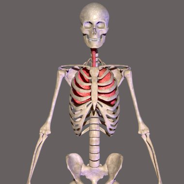 İnsan böbreği, karaciğer, portakal ve sindirim sistemi anatomisi. 3d illüstrasyon