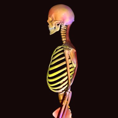 Erkek iskeleti portakal anatomisi. 3d illüstrasyon