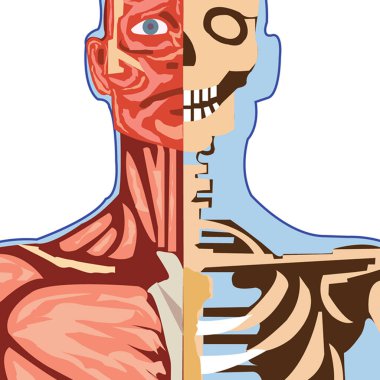 İnsan iskeleti anatomisi. 3d illüstrasyon