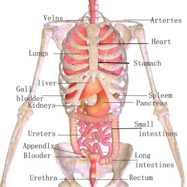 İnsan sindirim anatomisi. 3d illüstrasyon 