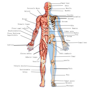 İnsan sindirim anatomisi. 3d illüstrasyon 