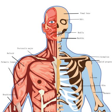 İnsan sindirim anatomisi. 3d illüstrasyon 