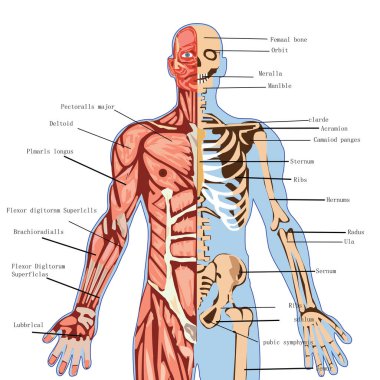 İnsan sindirim anatomisi. 3d illüstrasyon 