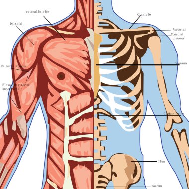 İnsan sindirim anatomisi. 3d illüstrasyon 