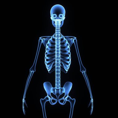 İnsan solunumu ve kalp anatomisi. 3d hazırlayıcı