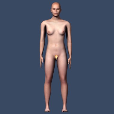 İnsan solunumu ve kalp anatomisi. 3d hazırlayıcı