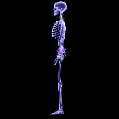 Erkek iskelet akciğerler, kafatası, karaciğer ve safra kesesi anatomisi. 3d hazırlayıcı