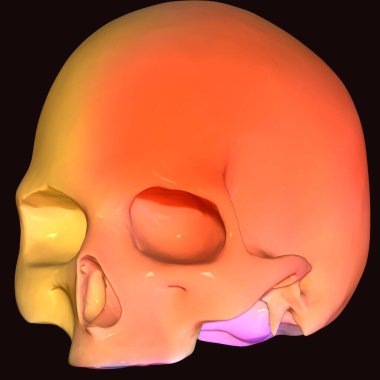 Erkek iskelet akciğerler, kafatası, karaciğer ve safra kesesi anatomisi. 3d hazırlayıcı