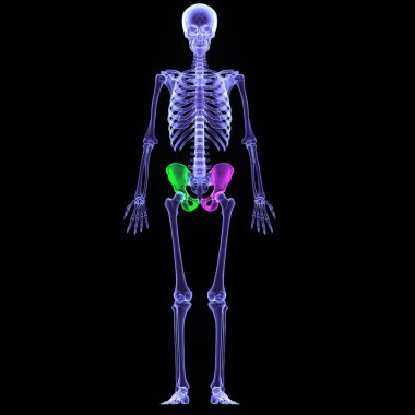 İnsan mavisi iskelet anatomisi. 3d hazırlayıcı