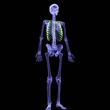 İnsan mavisi iskelet anatomisi. 3d hazırlayıcı