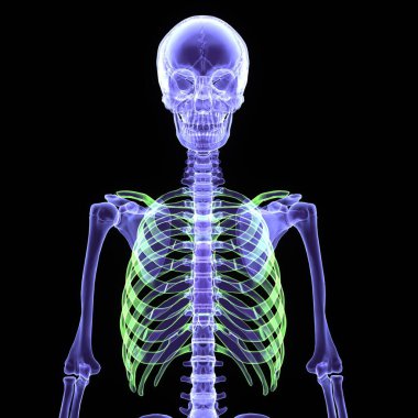 İnsan mavisi iskelet anatomisi. 3d hazırlayıcı