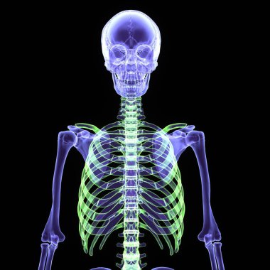 İnsan iskelet iskeleti anatomisi. 3d illüstrasyon