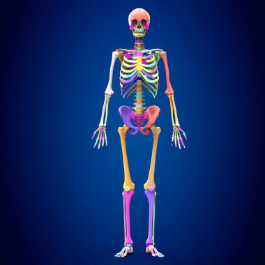İnsan iskelet iskeleti anatomisi. 3d illüstrasyon